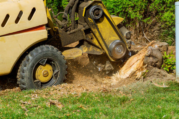 Best Lawn Renovation and Restoration  in Coppell, TX