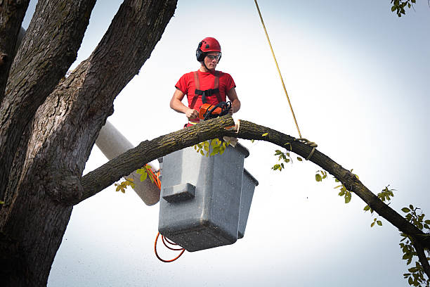 How Our Tree Care Process Works  in  Coppell, TX