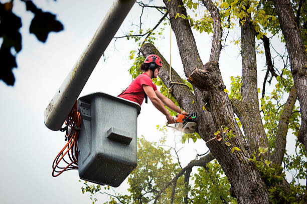Best Tree Trimming and Pruning  in Coppell, TX